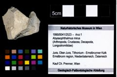 Foto (Objekt + Etikett) von Abyssophthalmus mirus  (NHMW-GEO-1990-0041-2523)